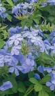 Promo Plantes méditerranéennes en tigette à 16,99 € dans le catalogue Delbard à Tonnerre