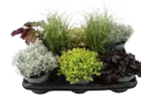 EDEKA Bargteheide - Herbstzauber (Trioflor) Angebot im Prospekt Herbstzauber (Trioflor) bei EDEKA im Bargteheide Prospekt für 2,49 €