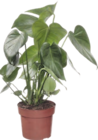 Plante verte - GARDENLINE en promo à 5,99 € chez Aldi Plante verte - GARDENLINE dans le catalogue Aldi