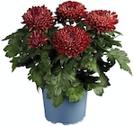 Chrysanthème grosse tête déco dans le catalogue Lidl
