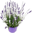 Lavendel im Angebot bei Penny in Freiburg Lavendel Angebote bei Penny Freiburg für 1,99 €