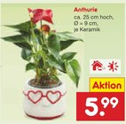 Aktuelles Anthurie Angebot bei Netto Marken-Discount in Duisburg ab 5,99 €