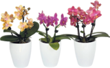 Mini-Duftorchideen von  im aktuellen V-Markt Prospekt für 14,99 €