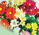 Chrysanthème "Sixtie" - Norma à Épinal Chrysanthème "Sixtie" en promo chez Norma Épinal à 2,79 €