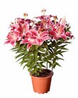 Aktuelles Lilien orientalisch Angebot bei Lidl in Magdeburg ab 6,99 €