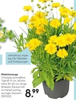 Mädchenauge Coreopsis grandiflora im Angebot bei Hellweg in Ahaus Mädchenauge Coreopsis grandiflora Angebote bei Hellweg Ahaus für 8,99 €