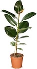 Yucca im Angebot bei Netto Marken-Discount in Straubing Yucca Angebote bei Netto Marken-Discount Straubing für 12,99 €