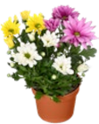 Aktuelle Chrysantheme Angebote bei Kaufland in Hannover Aktuelles Chrysanthemen Angebot bei Kaufland in Hannover ab 2,69 €