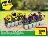Hornveilchen oder Stiefmütterchen Angebote bei Hagebaumarkt Stuttgart für 1,99 €