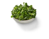 Lidl Sagard - Bio Feldsalat Angebot im Prospekt Bio Feldsalat bei Lidl im Sagard Prospekt für 1,52 €