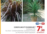 Cordyline Red Star à Super U dans Laroque