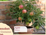 Aktuelle Äpfel Angebote bei Garten-Center Nordharz GmbH & Co. KG in Hannover Aktuelles Apfel Malus Angebot bei Garten-Center Nordharz GmbH & Co. KG in Hannover ab 26,99 €