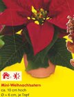 Mini-Weihnachtsstern im Angebot bei Netto Marken-Discount in Konstanz Mini-Weihnachtsstern Angebote bei Netto Marken-Discount Konstanz für 1,00 €