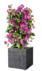 Hanfpalme (Trachycarpus for.) im Angebot bei OBI in Elmshorn Hanfpalme (Trachycarpus for.) Angebote von GROW by OBI bei OBI Elmshorn für 124,99 €