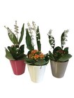 Composition muguet en promo chez Carrefour Noisy-le-Grand à 8,99 €