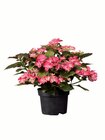 Gartenhortensie im Lidl Prospekt Gartenhortensien im aktuellen Lidl Prospekt für 6,99 €