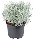 Stacheldrahtpflanze im Angebot bei Penny in Leinfelden-Echterdingen Stacheldrahtpflanze Angebote bei Penny Leinfelden-Echterdingen für 1,59 €