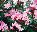Laurier rose - LaMaison.fr à Le Havre Laurier rose en promo chez LaMaison.fr Le Havre à 22,95 €