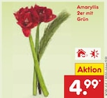Amaryllis 2er mit Grün im Netto Marken-Discount Prospekt Amaryllis 2er mit Grün von  im aktuellen Netto Marken-Discount Prospekt für 4,99 €