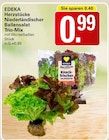 Niederländischer Ballensalat Trio-Mix bei WEZ im Löhne Prospekt für 0,99 €