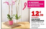 Orchidée Phalaenopsis en promo chez Super U Niort à 12,99 €