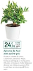 Promo Agrume de Noël avec cache-pot à 24,99 € dans le catalogue Botanic à Mouans-Sartoux