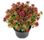 Sedum Rosenteppich im aktuellen Thomas Philipps Prospekt