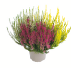 Knospenheide „Gardengirls“ bei toom Baumarkt im Marl Prospekt für 1,99 €