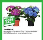 EGGER Fachmarkt - Hortensie Angebot im Prospekt Hortensie bei EGGER Fachmarkt im Prospekt "" für 12,99 €