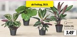 Lidl - Calathea Mix Angebot im Prospekt Calathea Mix bei Lidl im Prospekt "LIDL LOHNT SICH" für 3,49 €