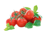 Tomate Grappe à Provenc’halles dans Les Marchés Tomate Grappe à Provenc’halles dans Les Marchés