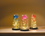 LED-Rose in Glas von dekorado im aktuellen Netto mit dem Scottie Prospekt