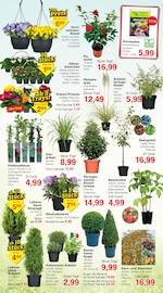 Zimmerpflanzen im Jawoll Prospekt in Offenbach Aktueller Jawoll Prospekt mit Zimmerpflanzen, "Sonderposten-Märkte", Seite 4