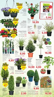 Zimmerpflanzen im Jawoll Prospekt "Sonderposten-Märkte" mit 12 Seiten (Hamburg)