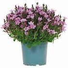 Hagebaumarkt Nackenheim - Glockenblume Angebot im Prospekt Glockenblume bei Hagebaumarkt im Nackenheim Prospekt für 4,49 €