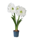 Amaryllis en promo chez Lidl Amiens à 3,99 €