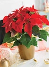 Poinsettia pot 14 cm en promo chez Intermarché Rennes à 5,99 €