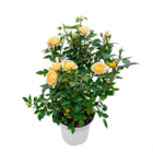 Rosier buisson en promo chez Truffaut Rosier buisson dans le catalogue Truffaut