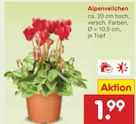 Alpenveilchen im Angebot bei Netto Marken-Discount in Buchholz Alpenveilchen Angebote bei Netto Marken-Discount Buchholz für 1,99 €
