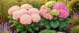 Aktuelle Pflanzen Angebote bei Netto Marken-Discount in Jena Aktuelles Hortensienbusch Angebot bei Netto Marken-Discount in Jena ab 7,99 €