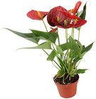 Flamingoblume im Angebot bei REWE in Weinheim Flamingoblume Angebote von REWE Beste Wahl bei REWE Weinheim für 4,99 €