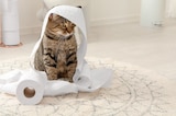 Katze Trockennahrung im Angebot bei Rossmann in Karlsruhe Katze Trockennahrung Angebote von Whiskas bei Rossmann Karlsruhe für 4,99 €