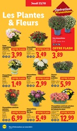 Chrysanthèmes Angebote im Prospekt "Ca vaut le coup." von Lidl Chrysanthèmes Angebote im Prospekt "Ca vaut le coup." von Lidl auf Seite 26