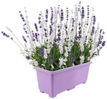 Bepflanzter Korb im Angebot bei REWE in Bayreuth Bepflanzter Korb Angebote bei REWE Bayreuth für 4,99 €
