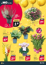 Netto mit dem Scottie Parfum im Prospekt 