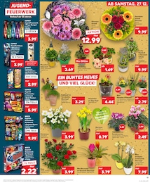 Kaufland Christrose im Prospekt 