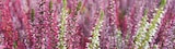 Bruyère calluna tricolore pot 12 cm à Intermarché dans Maillé Bruyère calluna tricolore pot 12 cm à Intermarché dans Maillé