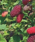 Promo Mûrier - framboisier Rubus Tayberry Bounty Berry à 15,49 € dans le catalogue Ma Jardinerie à Épinal