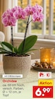 Orchidee für 6,99 € bei Netto Marken-Discount im Angebot Orchidee im aktuellen Netto Marken-Discount Prospekt