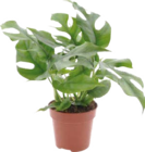 Grünpflanzen Angebote bei Globus-Baumarkt Wolfsburg für 4,99 €